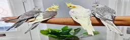 Cockatiels birds for sale: Beautiful baby hand tamed cockatiels for sale. - Advert 1