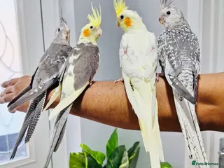 Cockatiels birds Beautiful baby hand tamed cockatiels for sale. - Advert 3
