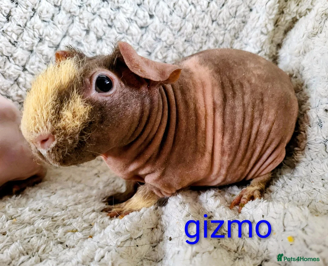 Guinea Pig rodents for sale: Skinny guinea pigs - Advert 5