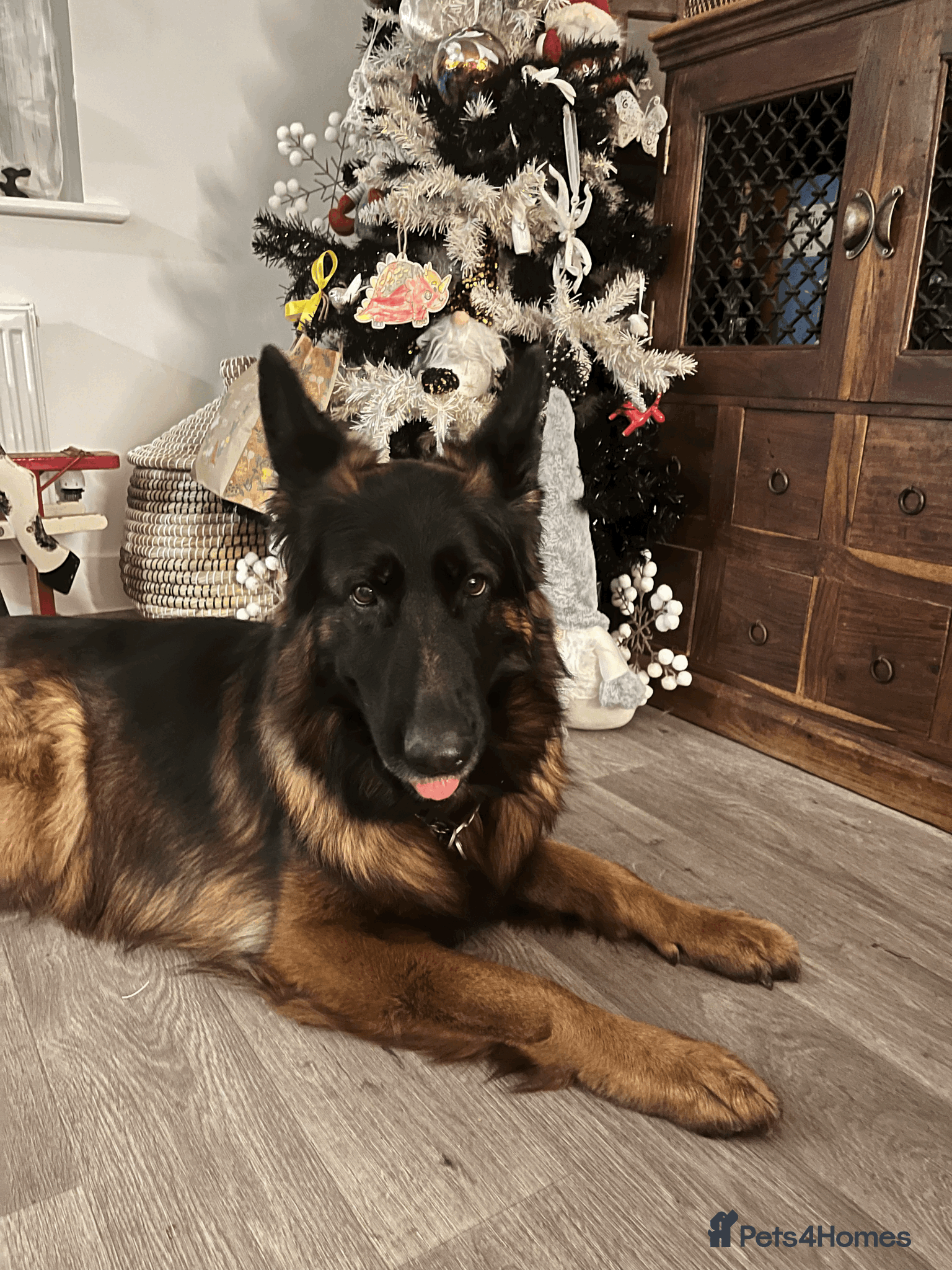 German Shepherd dogs Black faced red and black polish bread Sheperd - Advert 8
