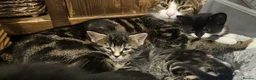 Mixed Breed cats for sale: 4 cute playful kittens for sale. in Reading - Advert 1
