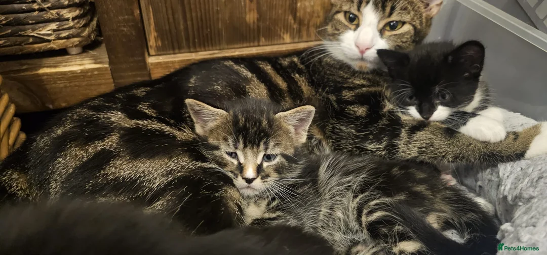 Mixed Breed cats for sale: 4 cute playful kittens for sale. in Reading - Advert 1