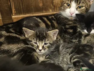 Mixed Breed cats 4 cute playful kittens for sale. - Advert 3