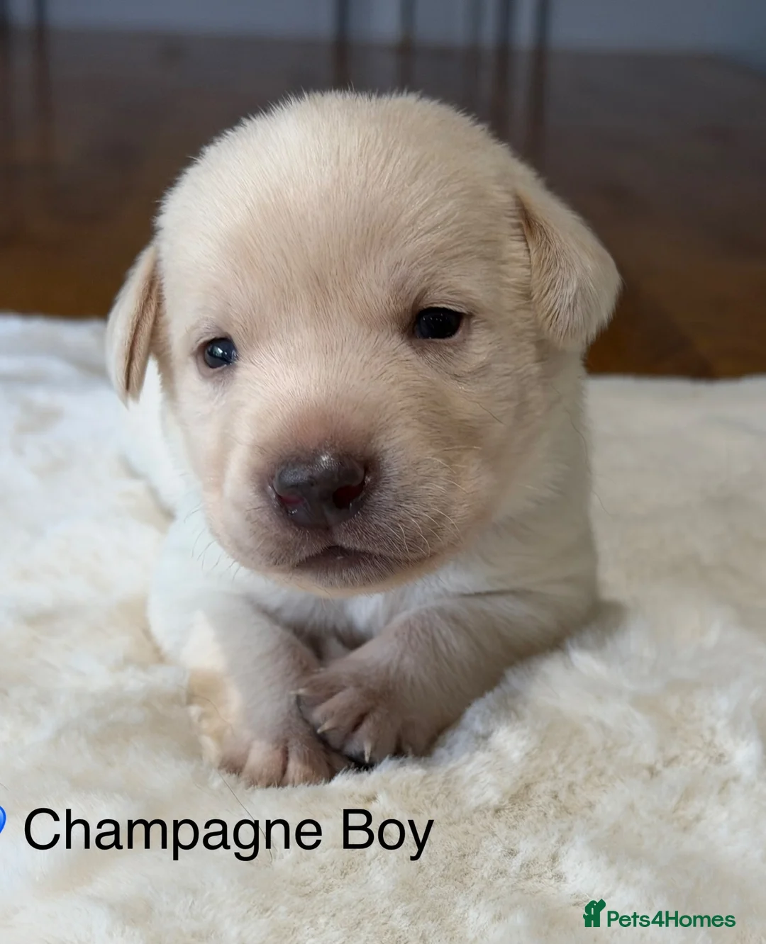 Labrador Retriever dogs for sale: Stunning Silver Charcoal Champagne Labrador pups - Advert 2