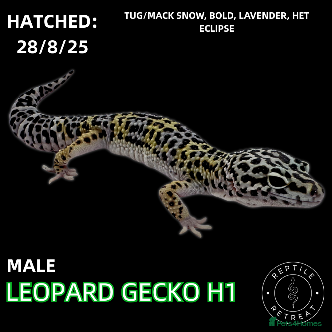Leopard Gecko reptiles Leopard Geckos (NEW GECKOS ADDED!) - Advert 5