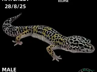 Leopard Gecko reptiles Leopard Geckos (NEW GECKOS ADDED!) - Advert 5