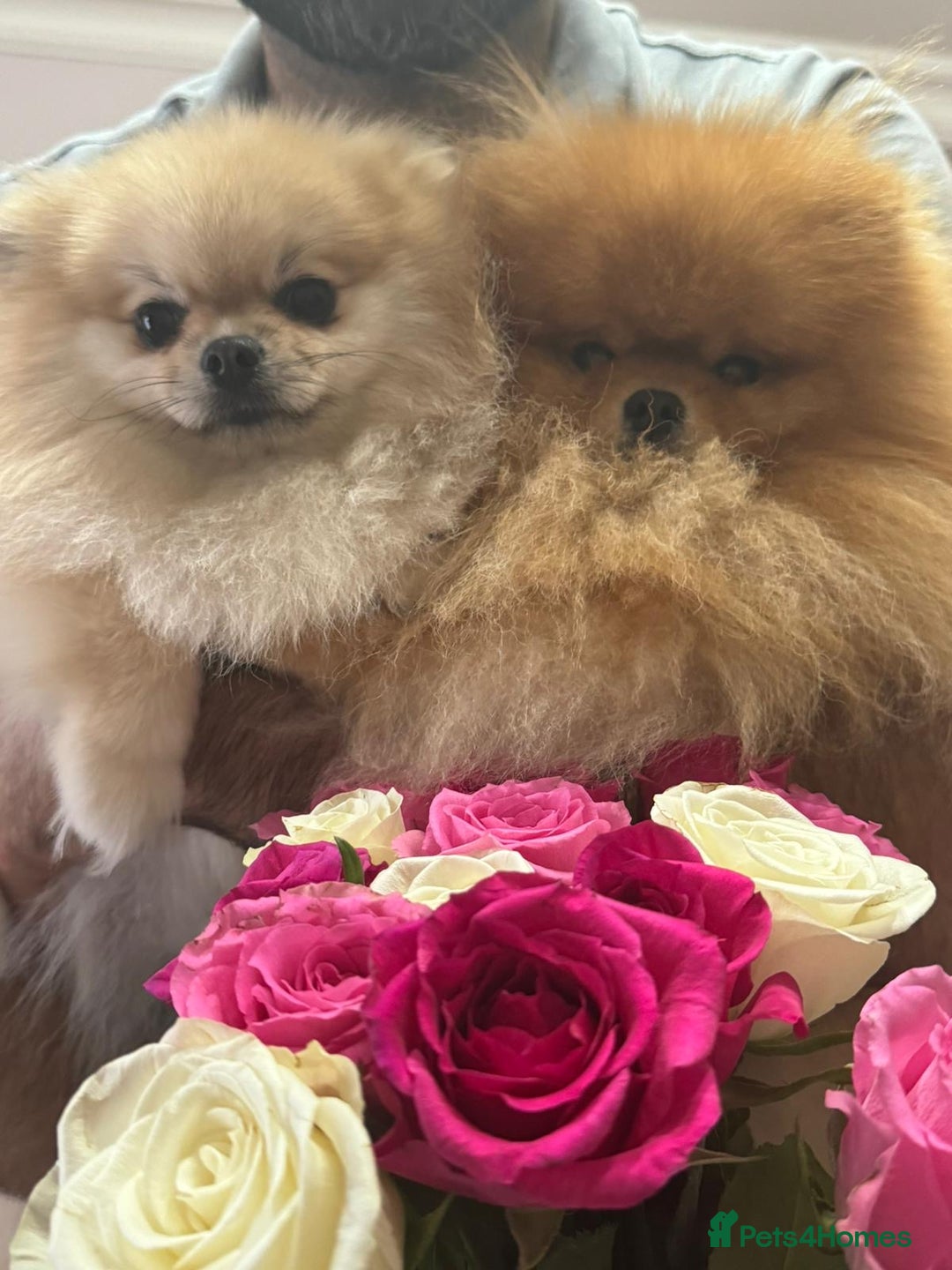 Pomeranian dogs for sale: Beautiful small Pomeranian girl cream colour  - Image 7
