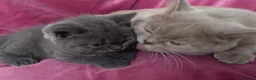 British Shorthair cats for sale: Stunning blue pedigree kittens TICA registered  - Advert 8