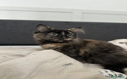 Domestic Shorthair cats for sale: 2 Female Sister Kittens.  - Image 4