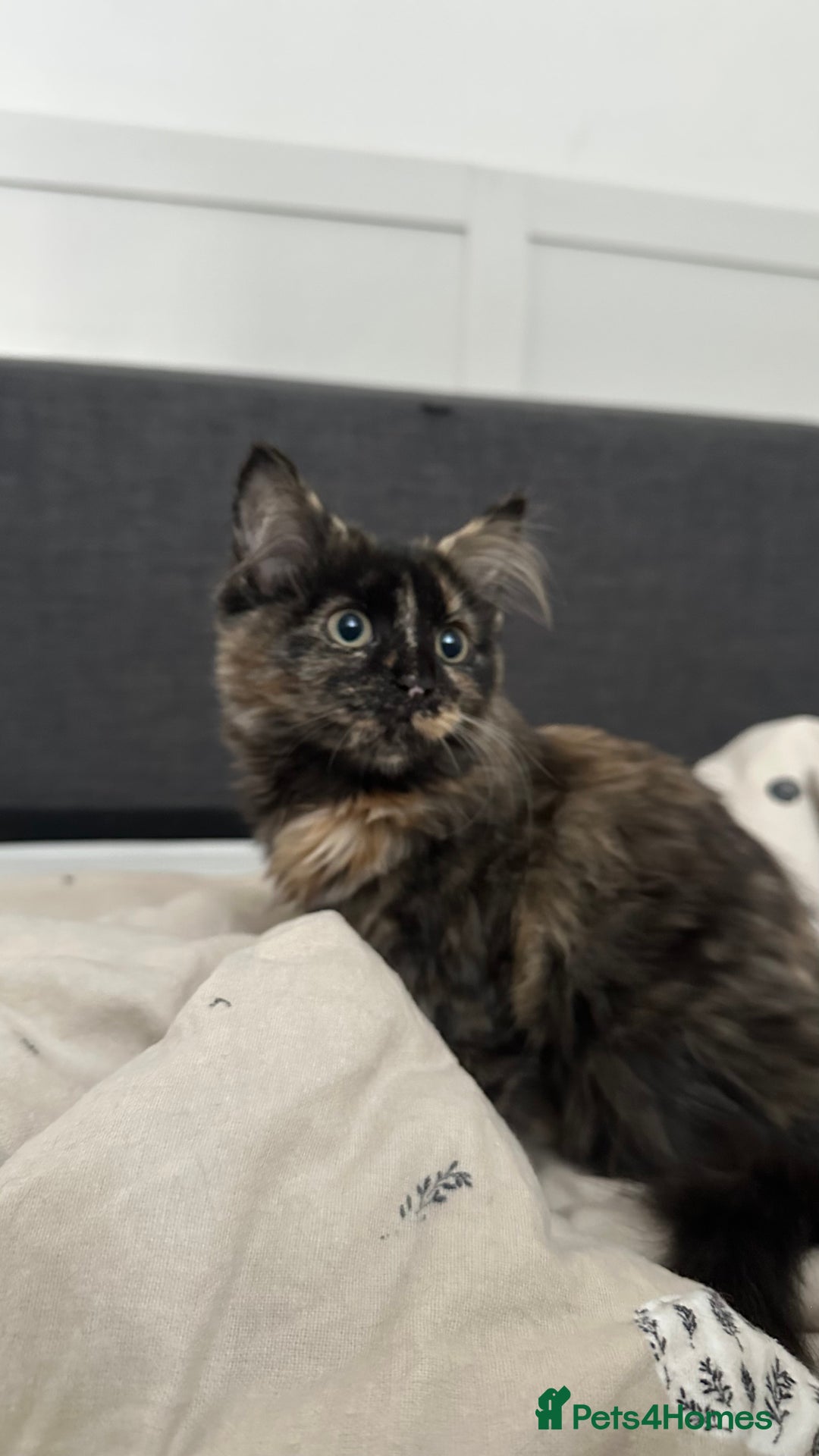Domestic Shorthair cats for sale: 2 Female Sister Kittens.  - Image 4