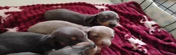 Miniature Dachshund dogs for sale: Miniature male and female pups  - Advert 8