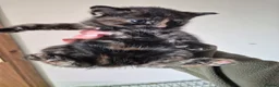 Mixed Breed cats for sale: Three female kittens - Advert 3