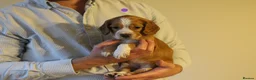 Cocker Spaniel dogs for sale: KC registered Working Cocker bitch pups - Advert 7