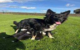 Border Collie dogs for sale: Superb litter of purebred Border Collie puppies  - Image 20