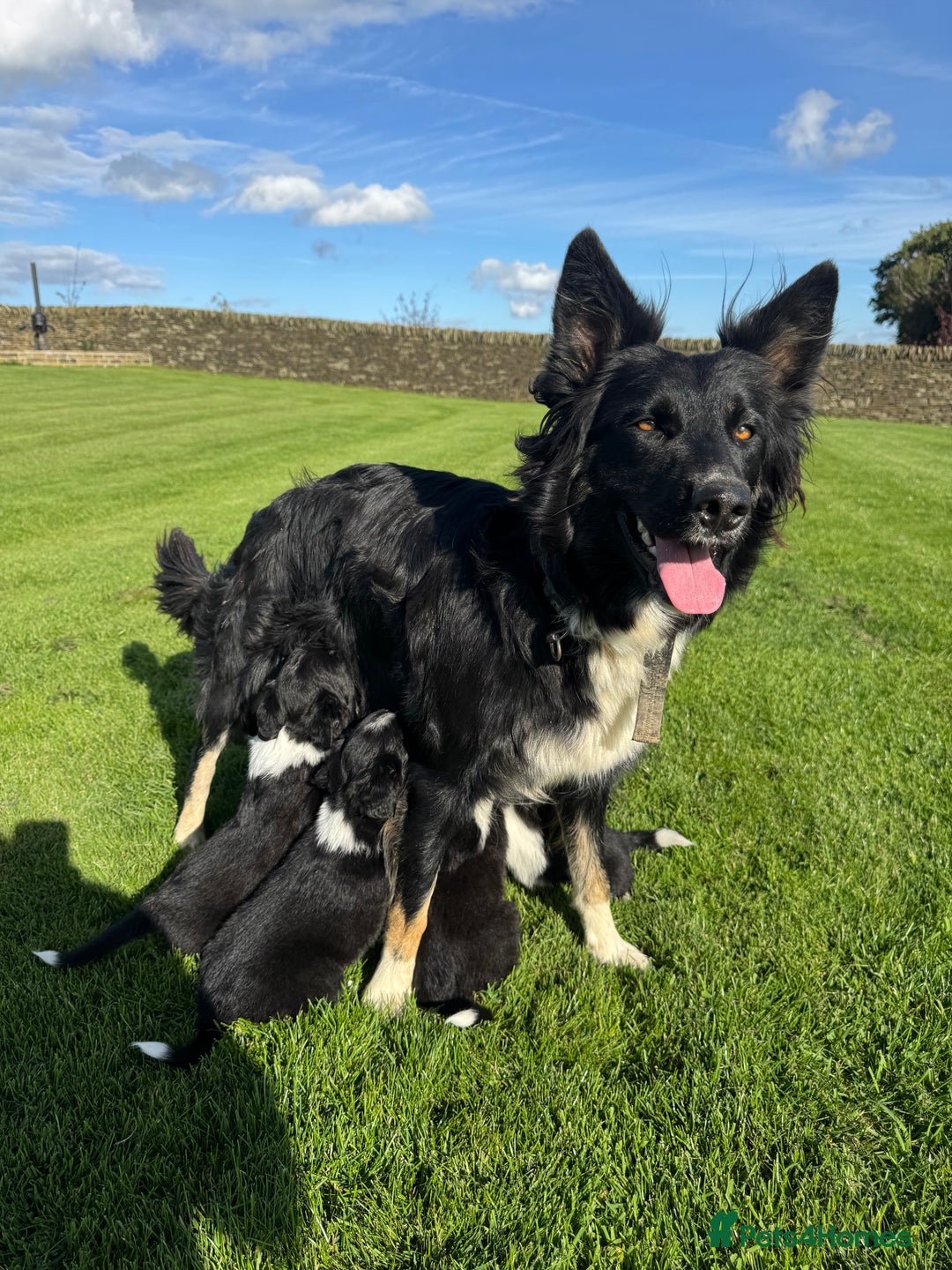 Border Collie dogs for sale: Superb litter of purebred Border Collie puppies  - Image 20