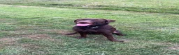 Labrador Retriever dogs for stud: Rich chocolate Lab STUD! - Advert 4