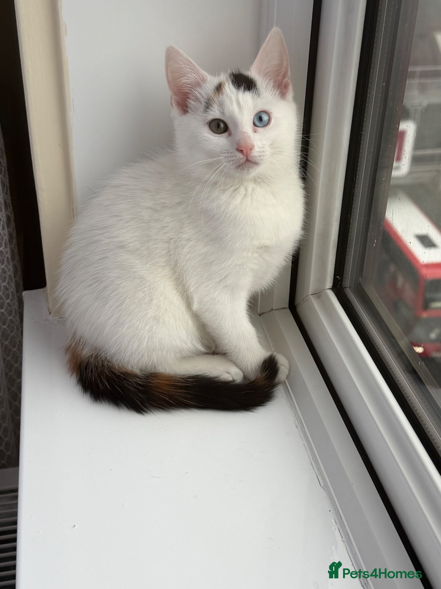 Mixed Breed cats RareOddEyedKittenBlueGreenFull StarterKit Included - Advert 3