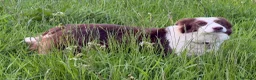 Border Collie dogs for sale: Red Tricolour, chocolate &White Border Collie - Advert 4
