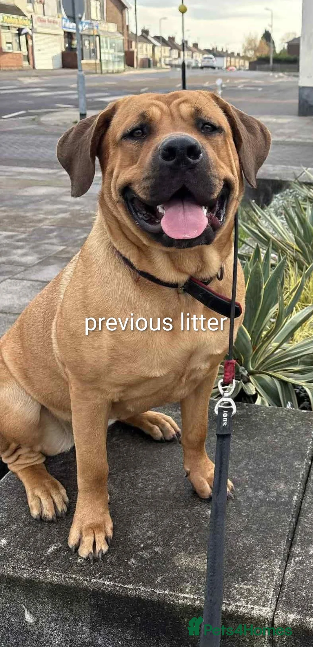 Mixed Breed dogs for sale: Rott de Bordeaux  - Advert 6