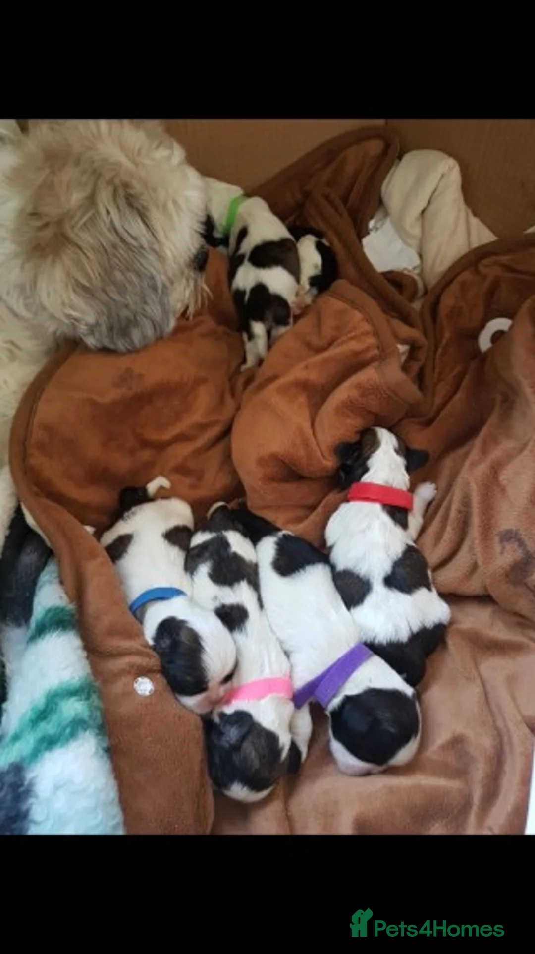 Shih Tzu dogs for stud: KC HARROPINE LUSTY DUSTY FOR STUD ONLY in Bridgend - Advert 39