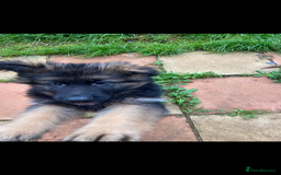 German Shepherd dogs for sale: German shepherd  - Image 5