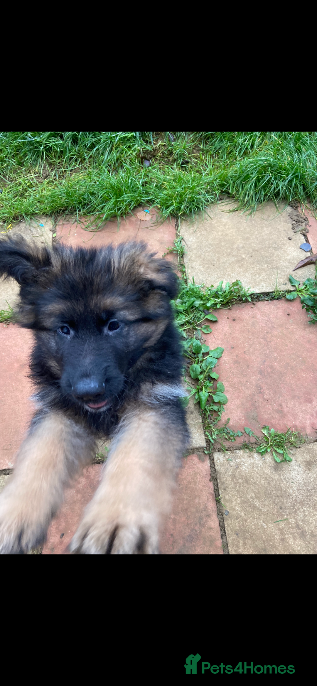 German Shepherd dogs for sale: German shepherd  - Image 5