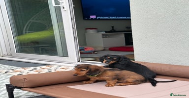 Dachshund dogs - Advert 4