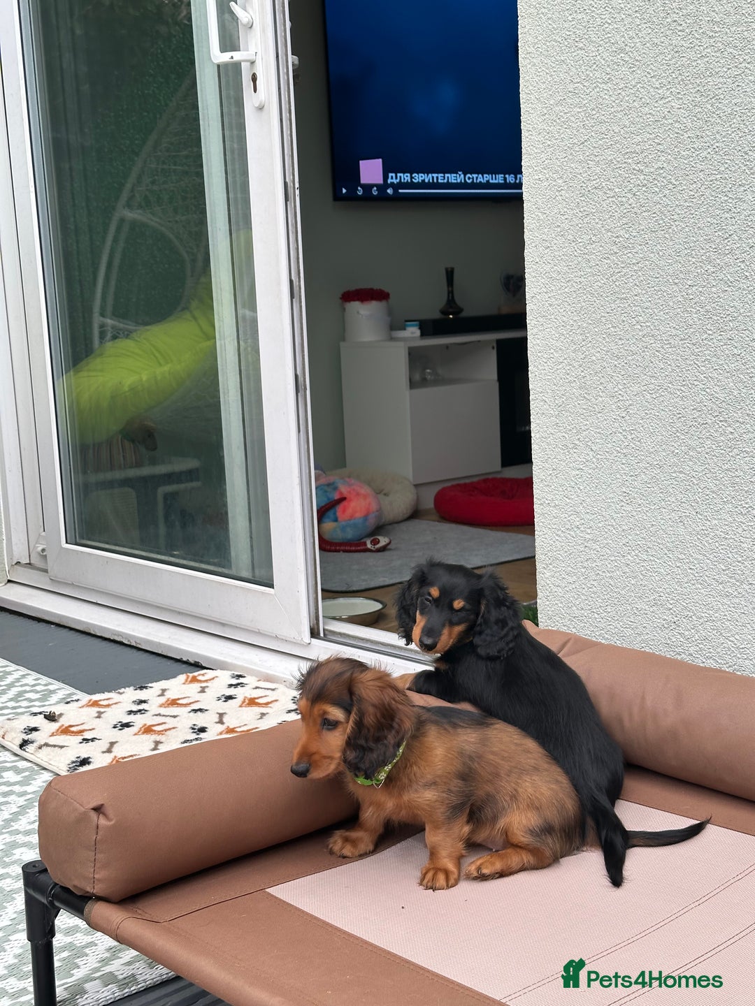 Dachshund dogs for sale: KC Registered Quality Mini Dachshunds long hair  - Image 5