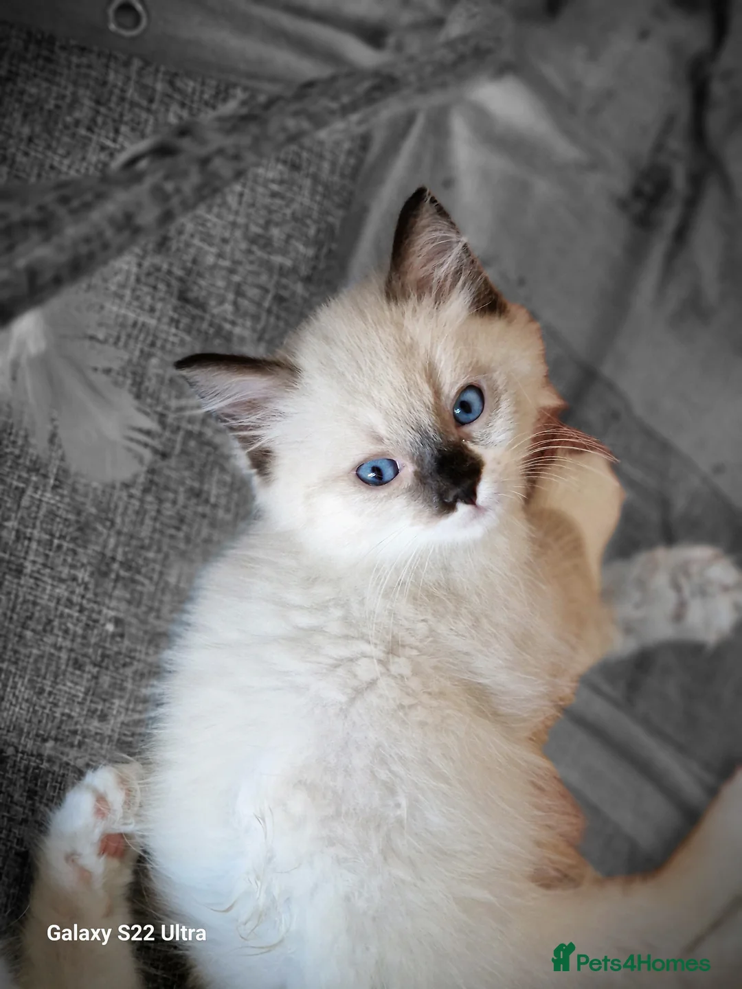Ragdoll cats for sale: 💎 Elite Ragdoll Kittens  💎 - Advert 16