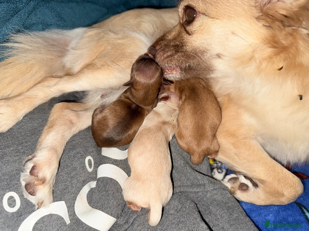 Chihuahua dogs for sale: Chihuahua puppies  - Image 8