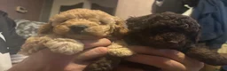 Miniature Poodle dogs for sale: Beautiful Miniature poodles - Advert 28