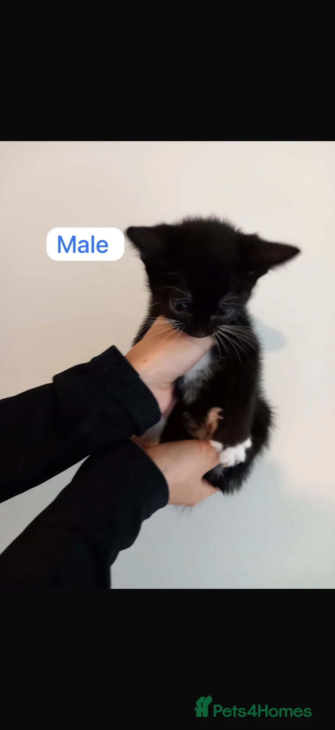 Mixed Breed cats for sale: Beautiful kittens ready to leave  in Lichfield - Advert 2