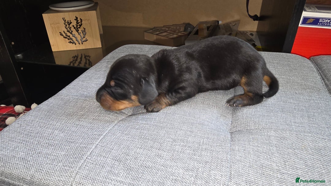 Dachshund dogs for sale: Mini dashhound  - Advert 8