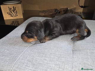Dachshund dogs Mini dashhound - Advert 3