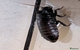 Cockroaches invertebrates for sale: Madagascan Hissing Cockroach - Advert 3