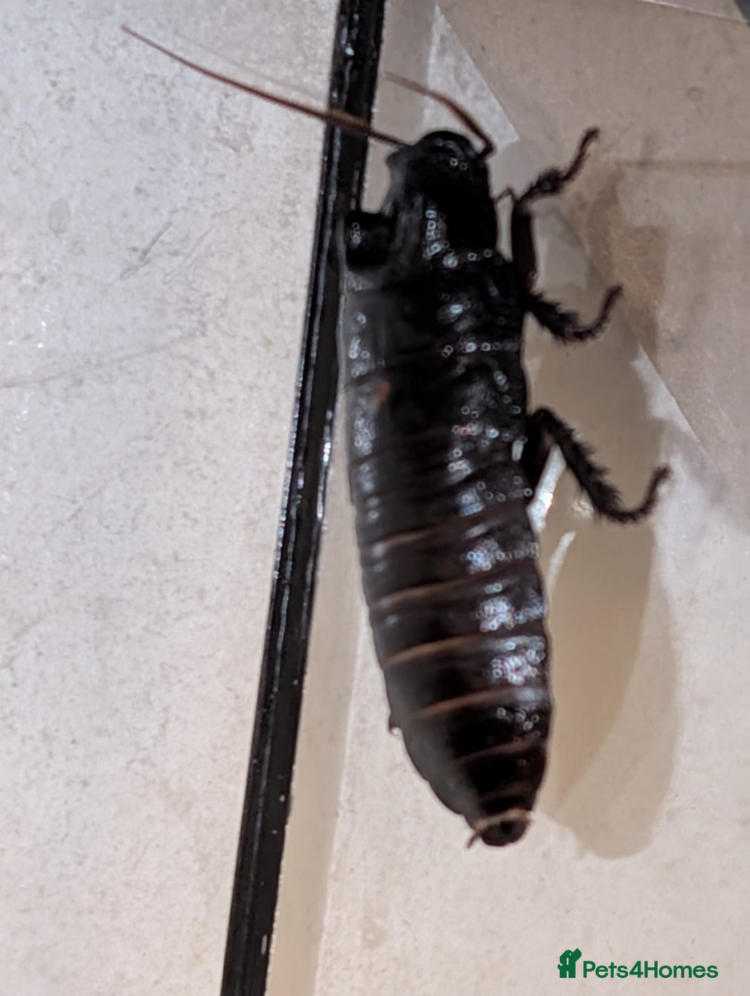 Cockroaches invertebrates for sale: Madagascan Hissing Cockroach - Advert 3