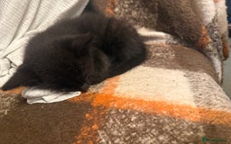 Mixed Breed cats for sale: Kittens  - Advert 7
