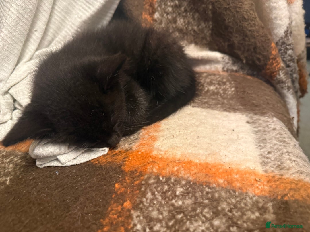 Mixed Breed cats for sale: Kittens  - Advert 7