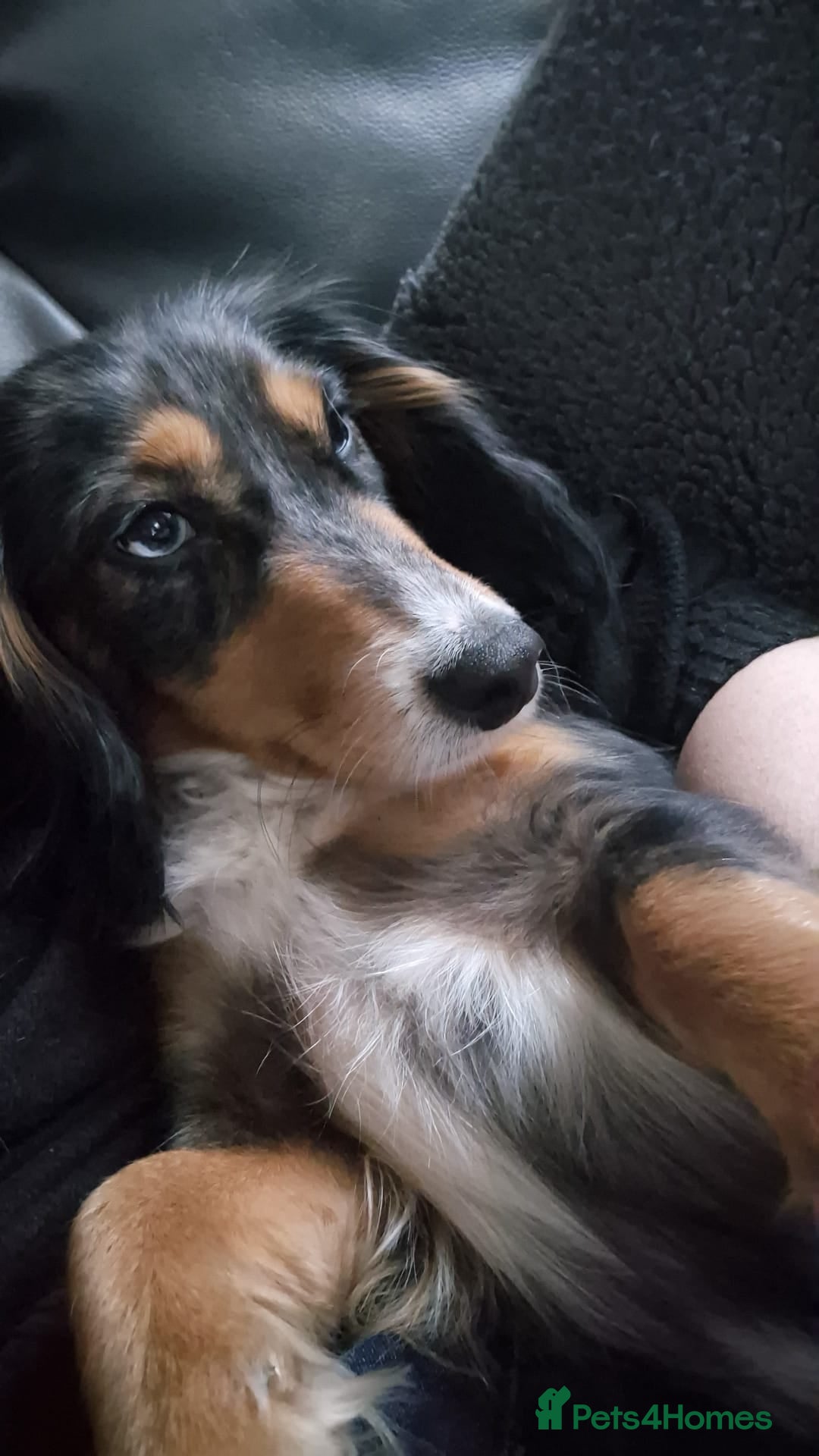 Dachshund dogs Female dapple dashund  - Advert 6