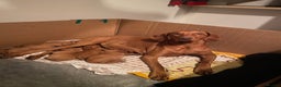 Hungarian Vizsla dogs for sale: Pedigree KC registered Hungarian Vizsla - Advert 2