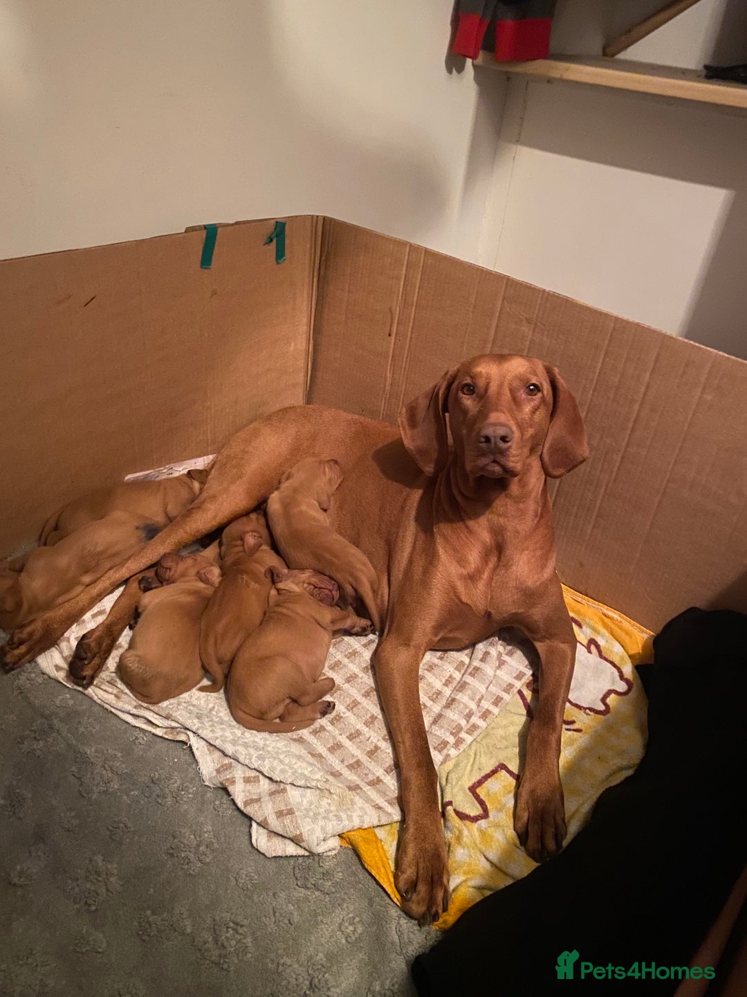 Hungarian Vizsla dogs for sale: Pedigree KC registered Hungarian Vizsla - Advert 2