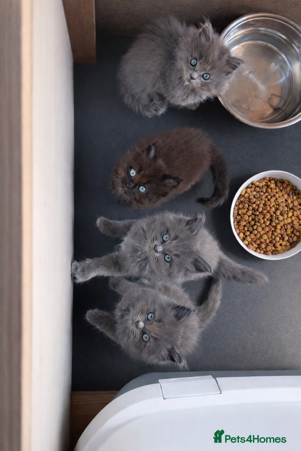 Mixed Breed cats Beautiful Maine Coon x Ragdoll Kittens for Sale - Advert 1