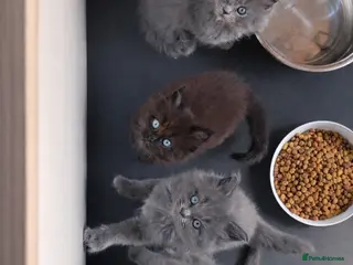 Mixed Breed cats Beautiful Maine Coon x Ragdoll Kittens for Sale - Advert 1