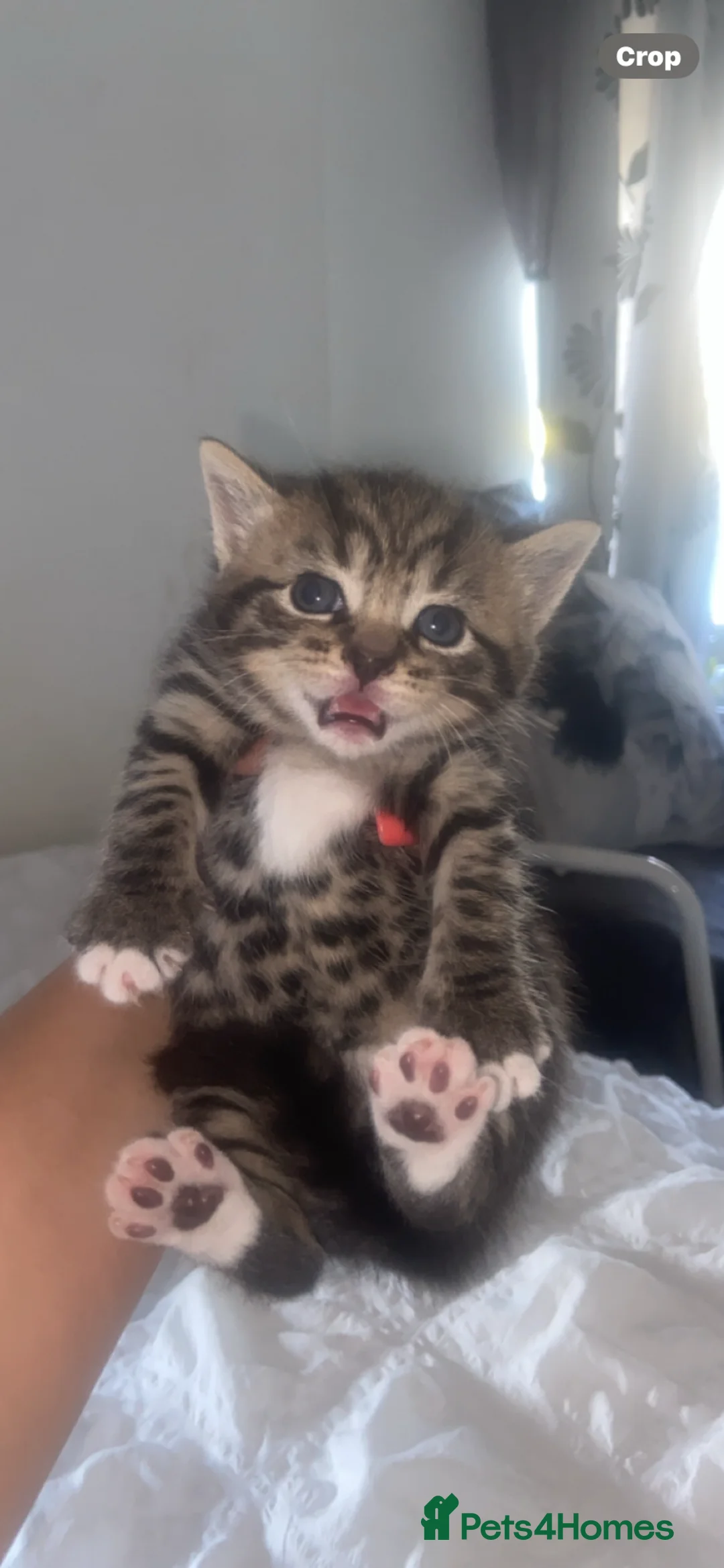 Bengal cats for sale: 3 beautiful bengal/mixed boys ready to reserve  in Birmingham - Advert 2