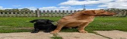 Labrador Retriever dogs for stud: PROVEN KC Fox Red Health Tested Labrador Stud Dog - Advert 12