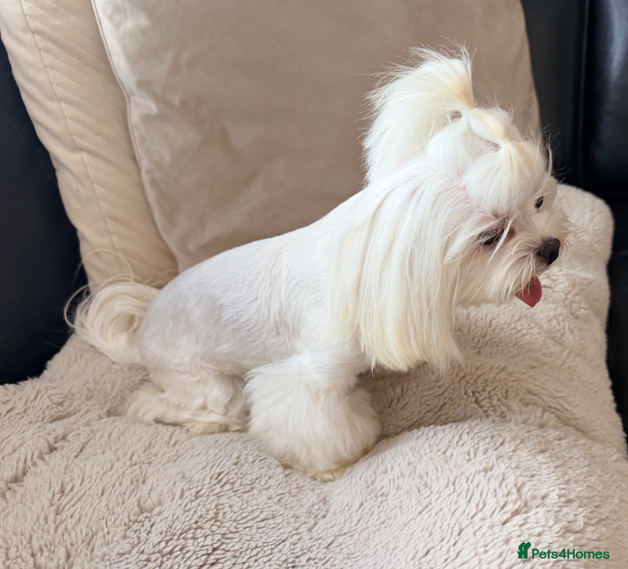 Maltese dogs Full Korean Female Maltese Age 5 - Advert 6