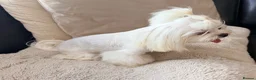 Maltese dogs for sale: Full Korean Female Maltese Age 5 - Advert 1