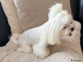 Maltese dogs Full Korean Female Maltese Age 5 - Advert 1