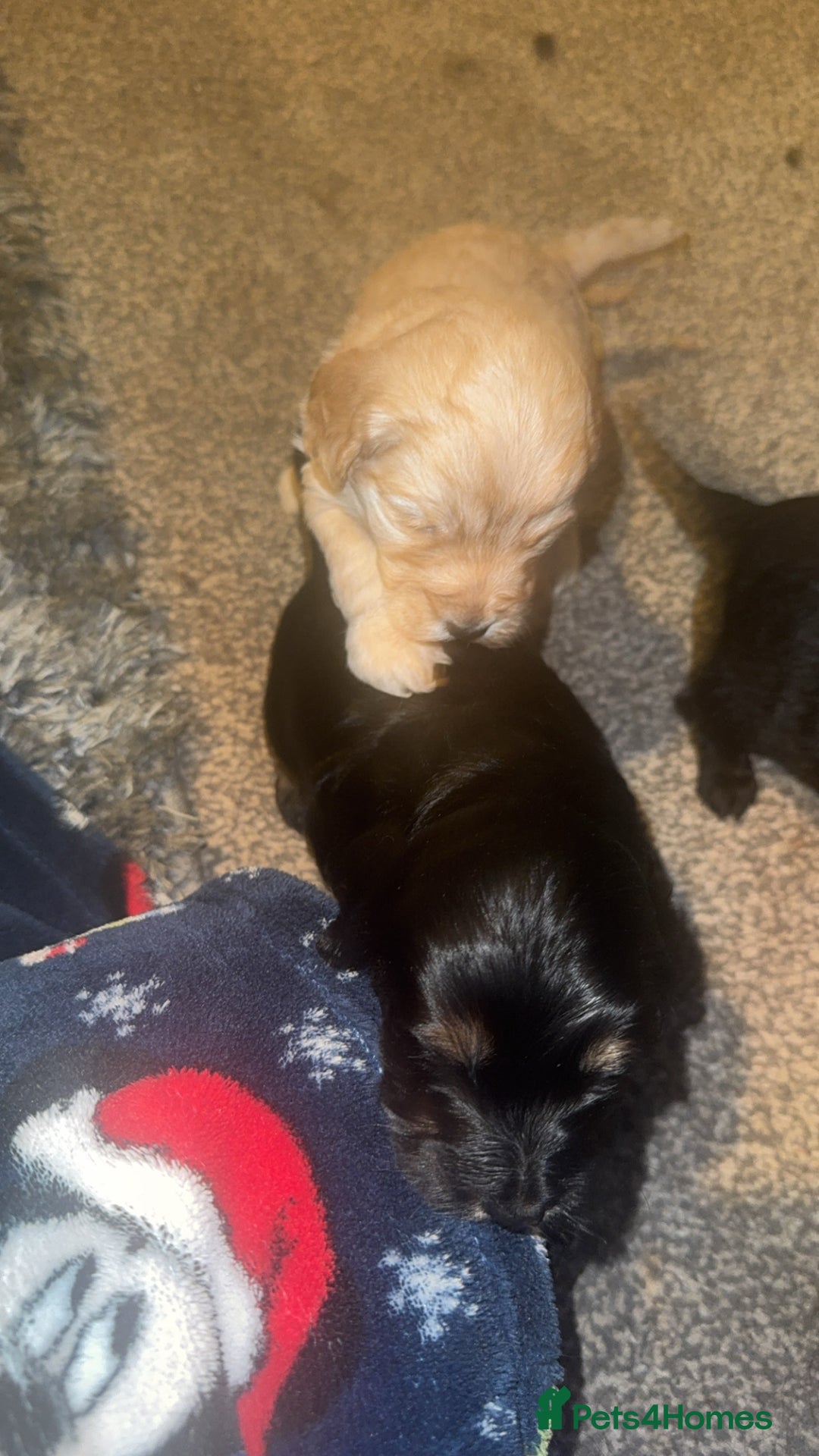 Cockapoo dogs for sale: F1B cockerpoo pups - Advert 11