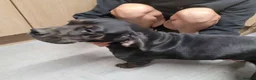 Mixed Breed dogs for sale: Female French Bulldog x Cocker spaniel  - Advert 1